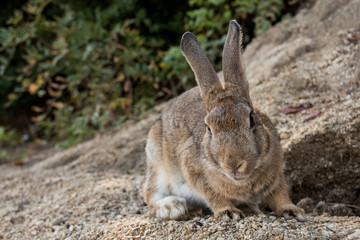 Naklejka na ściany i meble cute wild bunny rabbits in japan's rabbit island, okunoshima