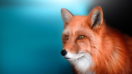 Obraz premium Portrait of a tame Fox. A place for a label.