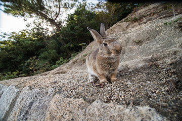 cute wild bunny rabbits in japan's rabbit island, okunoshima