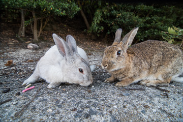 Fototapeta premium cute wild bunny rabbits in japan's rabbit island, okunoshima