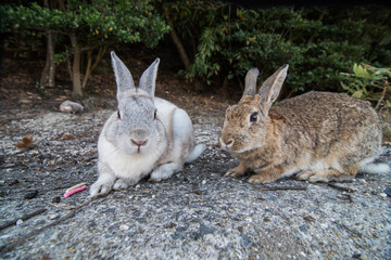 cute wild bunny rabbits in japan's rabbit island, okunoshima