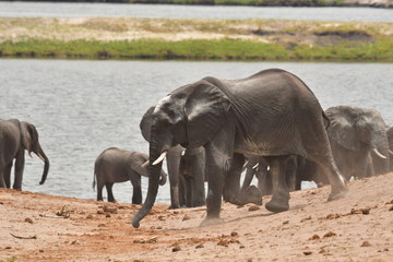 Fototapeta premium Safari in Afrika
