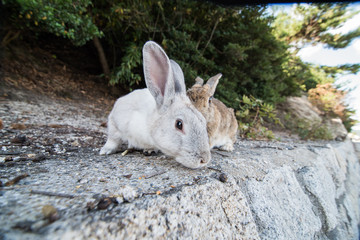 cute wild bunny rabbits in japan's rabbit island, okunoshima