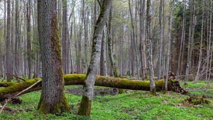 Fresh deciduous stand with old alder trees