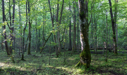 Obraz premium Misty deciduous stand before sunset