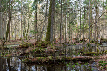 Obraz premium Springtime wet mixed forest with standing water