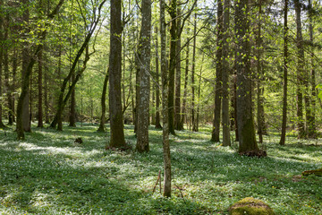 Juvenile hornbeam forest with flowering anemone