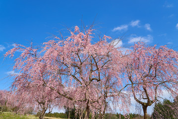 城山公園　シダレザクラ　2019春