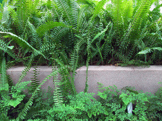 green fern in the forest