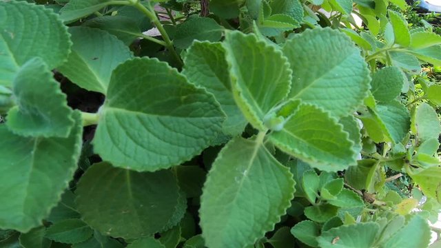 Plectranthus amboinicus tree