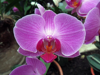 Fototapeta na wymiar Purple Orchid