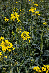 Rapeseed spring crop on farmland in rural Hampshire, member of the family Brassicaceae and cultivated mainly for its oil rich seed