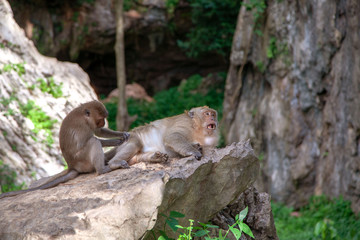 Monkey in Krabi Thailand/ Animal
