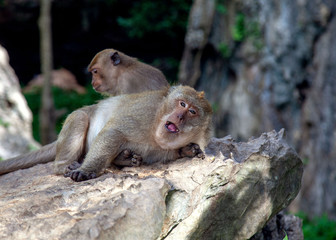 Monkey in Krabi Thailand/ Animal