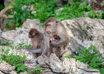 Monkey in Krabi Thailand/ Animal