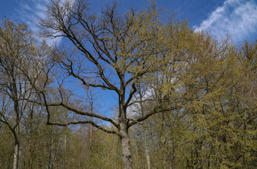 Forest. Tree in the forest spreads its leaves