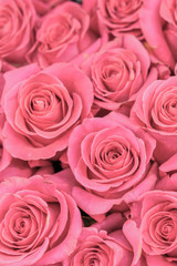 Background of pink and peach roses. Fresh pink roses. A huge bouquet of flowers. The best gift for women. vertical photo