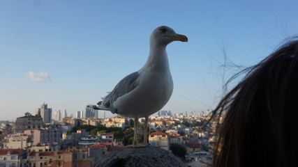 seagull on a post