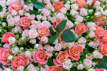 Beautiful fresh red and pink roses. beautiful bouquet of roses
