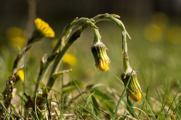 Medical coltsfoot (Tussilago farfara), sometimes coltsfoot general, is a perennial herbaceous plant...