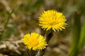 Medical coltsfoot (Tussilago farfara), sometimes coltsfoot general, is a perennial herbaceous plant with long creeping rhizome.