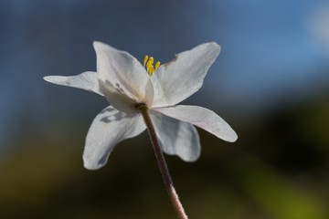 Anemone nemorosa belongs to the first spring flowers.