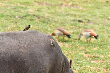 Safari Afrika