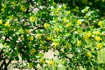 Fototapeta premium flowering black currant bushes in spring, small yellow flowers against a background of green foliage