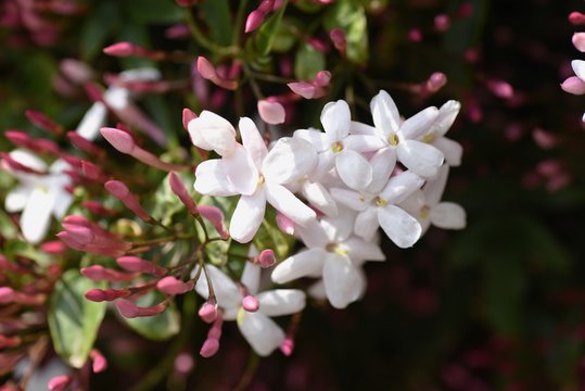 Pink Jasmine