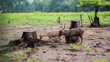Deer Breeding in Kesambi Tree's Park Blitar