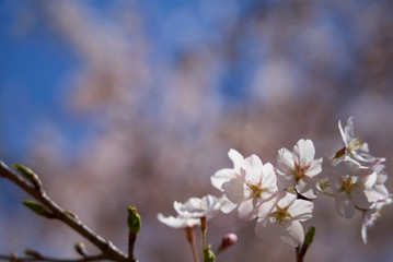 まほろばの郷　2019春