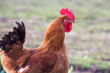 Brown cock close-up in the yard of the farm_