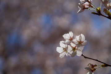 まほろばの郷　2019春