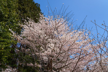 Obraz premium まほろばの郷 2019春