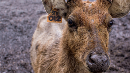 Fototapeta premium Close Up of Deer, in Deer Breeding in Kesambi Tree's Park Blitar