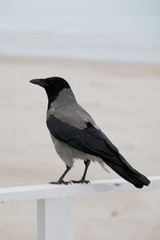 crow on fence