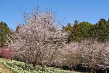 まほろばの郷　2019春