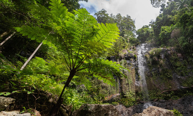 Beautiful landscape view of a forest with nice trees and waterfall