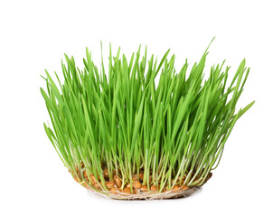 Fresh sprouted wheat grass isolated on white