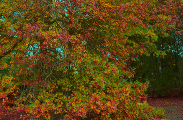 autumn leaves background