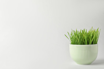 Bowl with fresh wheat grass on white background