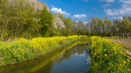 Fototapeta na wymiar Yellow wild flowers along a ditch with blooming trees and a blue sky in Gelderland in the Netherlands