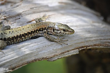 Lézard