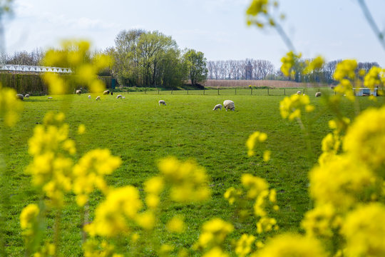 Sheeps grazing in a field surrounded by yellow wild flowers during springtime in the Netherlands.