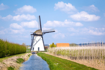 White Dutch windmill near Kesteren in Gelderland in the Netherland