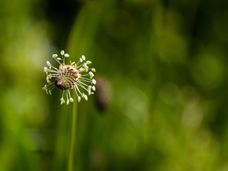 A ribwort plantain (Plantago lanceolata) flower in spring with a bokeh background