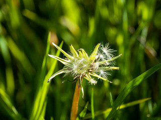 Dandelion seed (Taraxacum officinale) in spring in the grass
