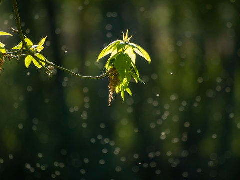 Catkins and sprouts of a tree in spring on a bokeh background