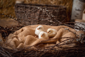 chickens in the nest Easter scenery for a photo shoot on the Easter theme in the village style