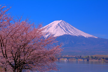 Cherry blossoms and Mt.Fuji with blue sky from North shore of Lake Kawaguchi  Japan 04/16/2019